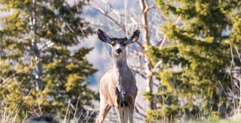 A deer in the forest with its ears perked up.