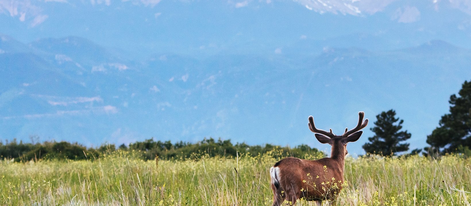 A deer in a grassy field.